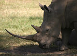 White Rhino, Lake Nakuru NP, Kenya