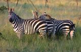 Zebra the moring after the wild camp - Serengeti NP, Tanzania