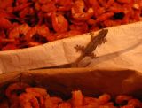 Gecko enjoys the dried shrimps, Russian Market Saigon, Vietnam