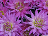 Mauve dahlias