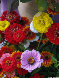 Zinnias