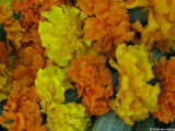 Marigolds atop of zucchini