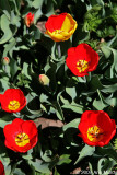 Tulip bed