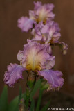 Lavender irises