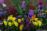 Potted pansies