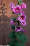 Pink hollyhocks & shadow