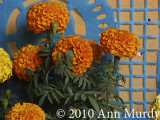 Marigolds and papel picado