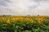 Field and clouds