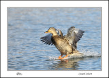 Canard Colvert - Mallard