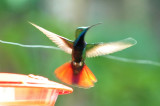Blackthroated mango