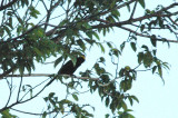 Moriche oriole