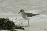 Spotted sandpiper