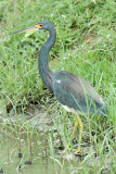 Tricoloured heron