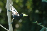 Crested oropendula