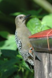 Red-crowned woodpecker