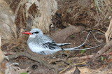 Red-billed tropicbird, nesting Little Tobago