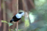 White-bearded manakin, male