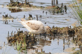 leucistic Snipe, Porthellick pool, St Marys