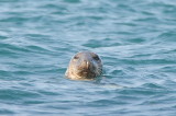 Grey seal