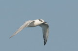 juv Sandwich tern