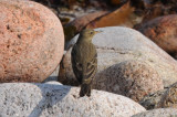 Rock pipit, St Agnes
