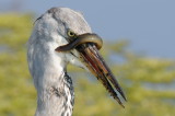 grey heron and eel closeup