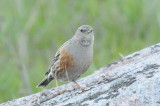 alpjrnsparv Utlngan 090513