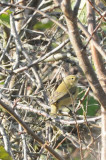 gransngare (Chiffchaff), Lindby