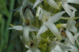 nattviol land 2010 06 29