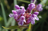 brunrt land 2010 06 29