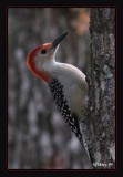 Red bellied Woodpecker