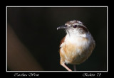 Carolina Wren