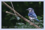 Blue Jay.jpg