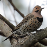 Northern Yellow-shafted Flicker 