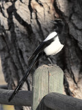 Black-billed Magpie