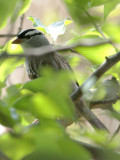 White-crowned Sparrow