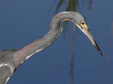 Tricolored Heron (juvenile)