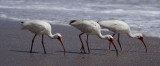 Ibis Trio