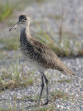 Willet