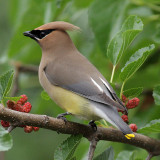 Cedar Waxwing