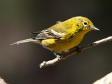 Pine Warbler