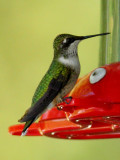 Ruby-throated Hummingbird