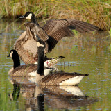 Canada Goose Trio