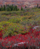 Dolly Sods