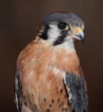 American Kestrel