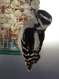 Downy Woodpecker (female)