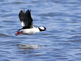 Bufflehead on the Wing