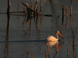 American White Pelican