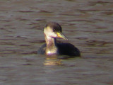 Red-necked Grebe