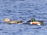 Northern Shovelers